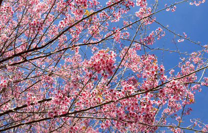 5 HIMALAYAN CHERRY Prunus Cerasoides Pink Flowers Red Fruit Tree Seeds