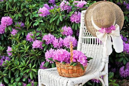 40 CAROLINA RHODODENDRON Carolinianum Dwarf Azalea Pink Purple Flower Shrub Seeds