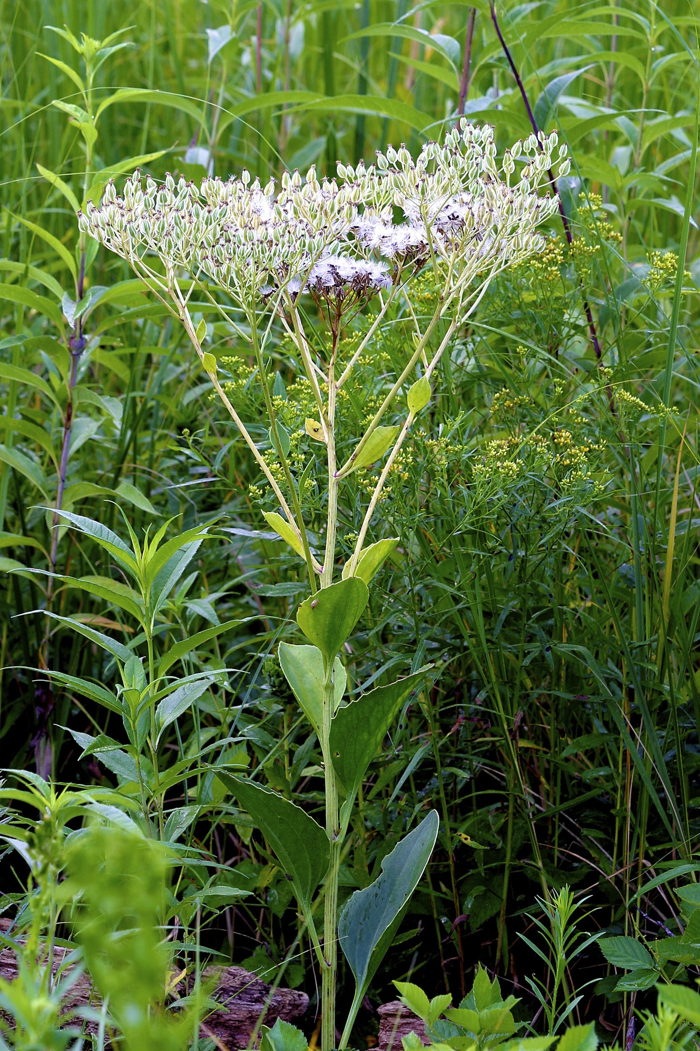 50 GREAT INDIAN PLANTAIN Cacalia Muhlenbergii White Flower Seeds