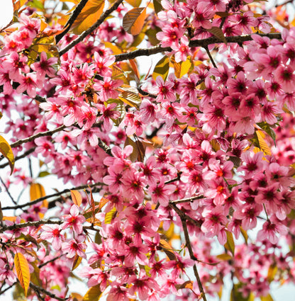 5 HIMALAYAN CHERRY Prunus Cerasoides Pink Flowers Red Fruit Tree Seeds