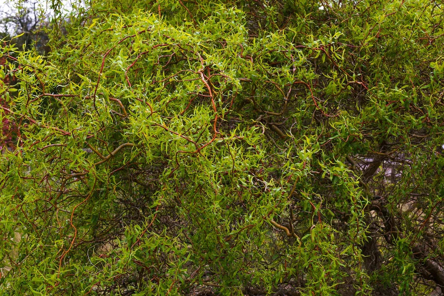 Corkscrew Willow Tree Bare Root 1-2 ft | Dragon’s Claw Salix matsudana 'Tortuosa' | Unique Landscape Ornamental Tree