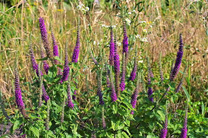 100 PURPLE TAILS WOOD SAGE Teucrium Hyrcanicum Caucasian Germander Herb Reddish Purple Flower Seeds