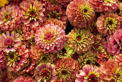 250 ZIN MASTER ZINNIA Mix Elegans Mixed Colors Flower Seeds