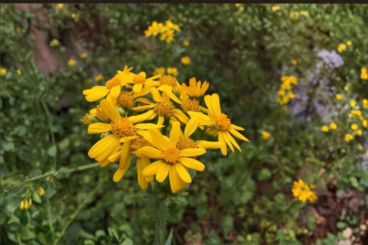 100 Golden Butterwort Seeds – Senecio atratus – Native Wildflower for Mountain Gardens & Pollinator Habitats