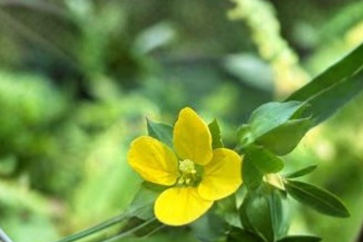 Seedbox Herbaceous Perennial Seeds – Ludwigia alternifolia – Native Wetland Plant for Pollinators & Moist Landscapes