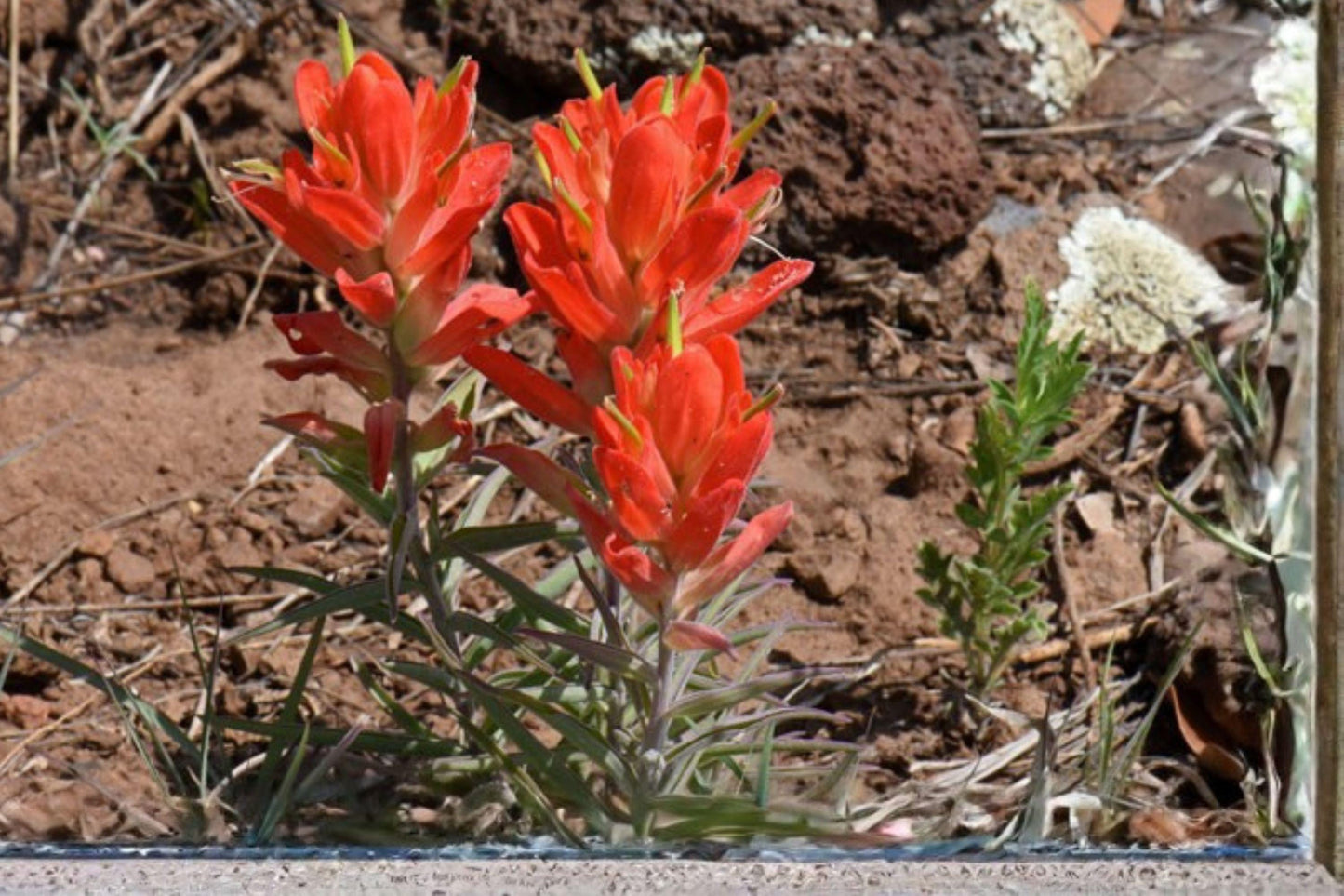 Castilleja integra Wildflower Seeds – Southwestern Indian Paintbrush, Orange Red Bracts, Native Perennial, Pollinator Magnet, 50 Seeds