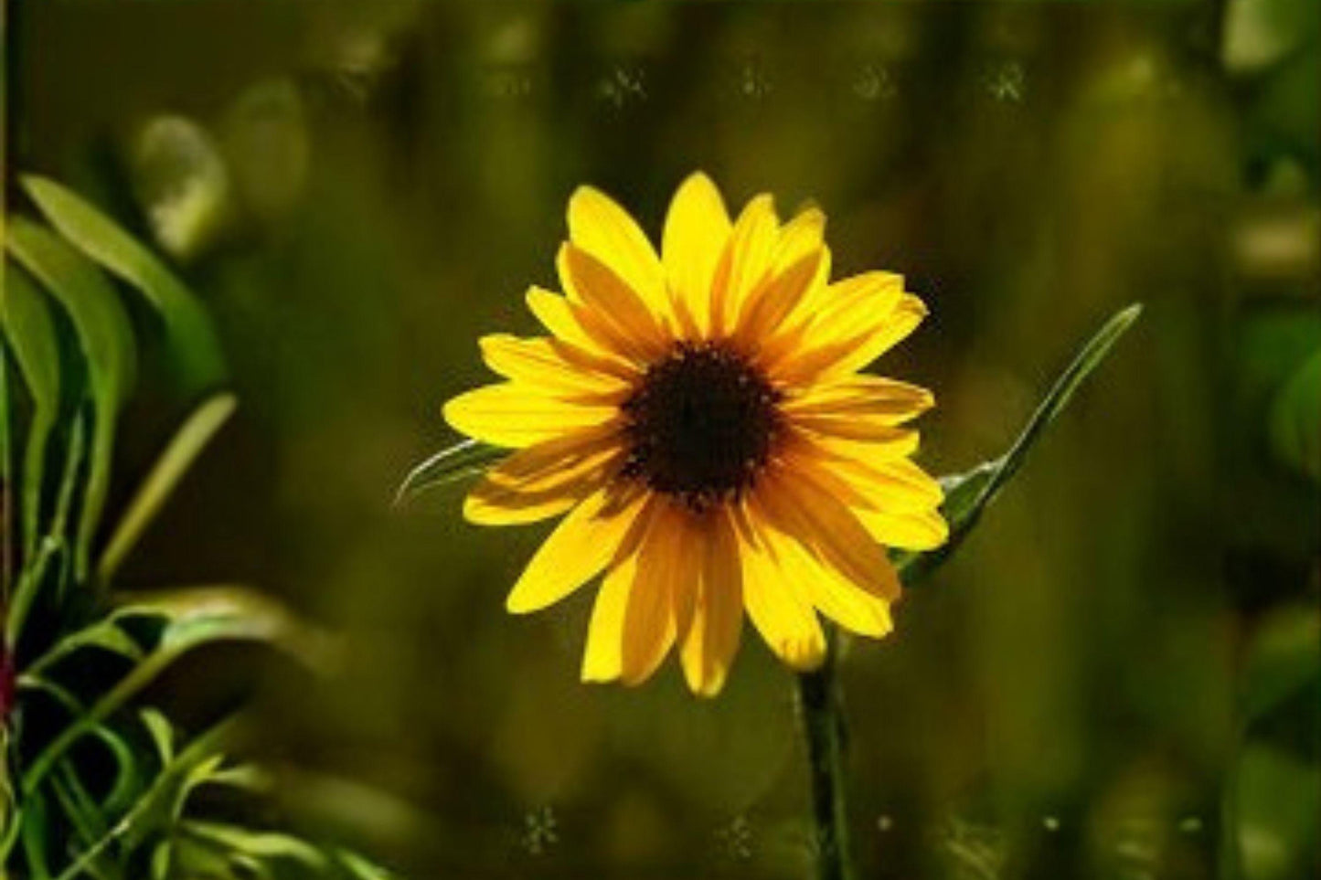Aspen Sunflower Seeds 25 Pack – Helianthella quinquenervis Native Wildflower for Pollinators, Yellow Blooms