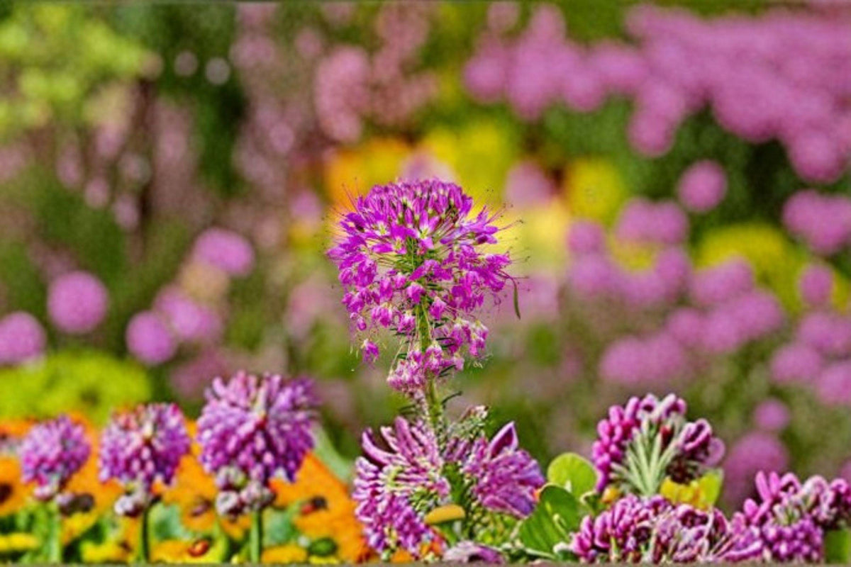 Rocky Mountain Bee Plant Seeds – Cleome serrulata Native Annual Wildflower for Pollinator Gardens