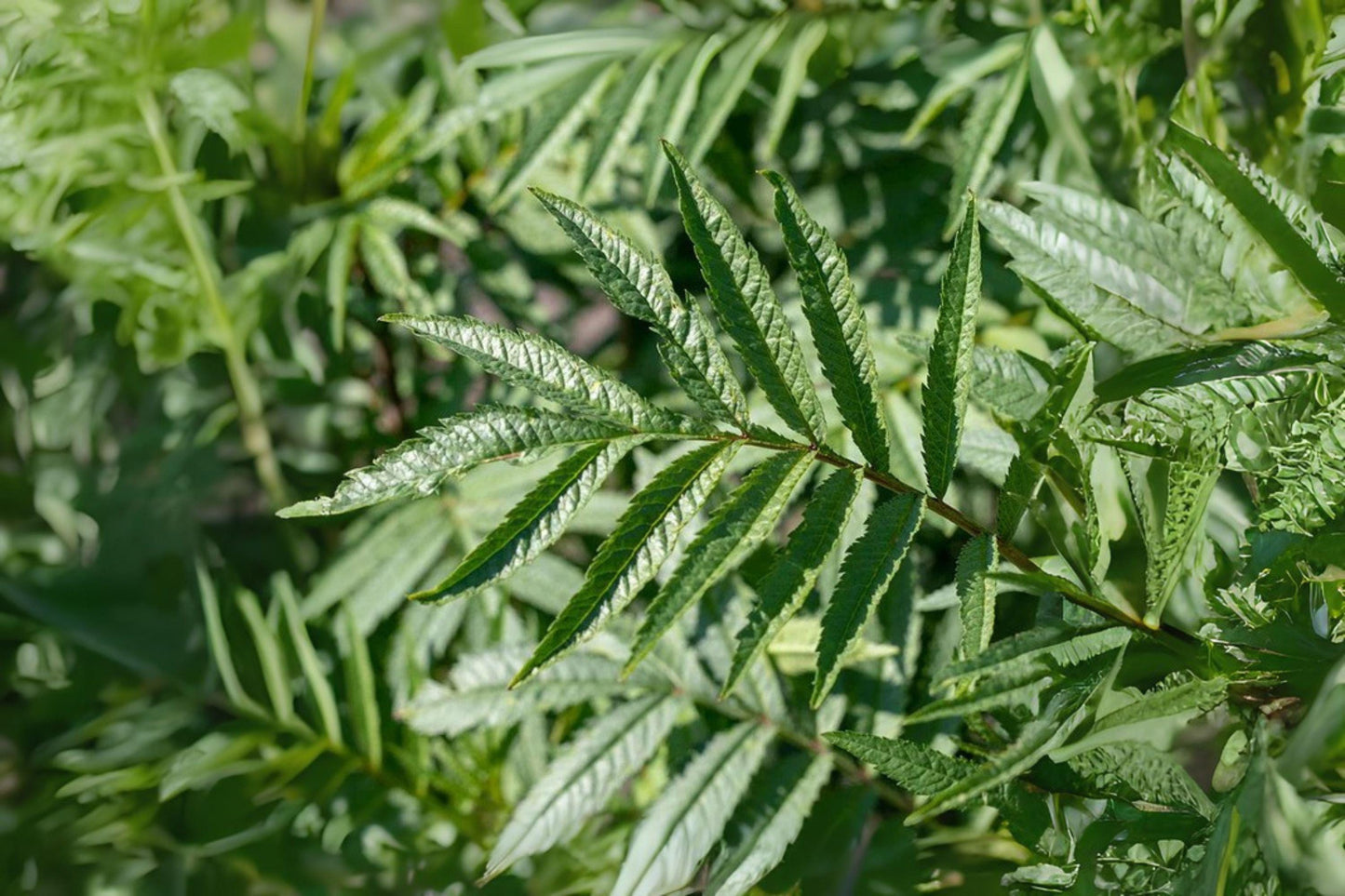 Black Mint Seeds, Huacatay (Tagetes minuta) - Peruvian Culinary Herb for Cooking, Seasoning & Tea, 100 Seeds