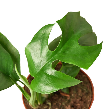 Mini Monstera Minima