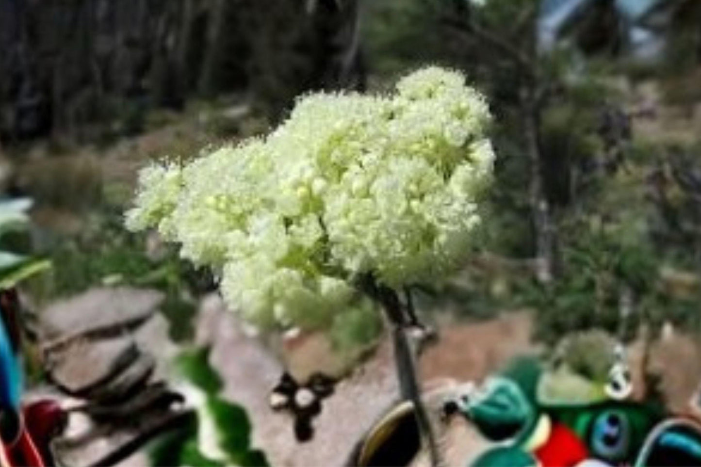 Eriogonum heracleoides Parsnipflower Buckwheat Seeds – Drought-Tolerant Native Perennial for Dry Slopes & Meadows