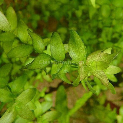 Lemon Bacopa Caroliniana