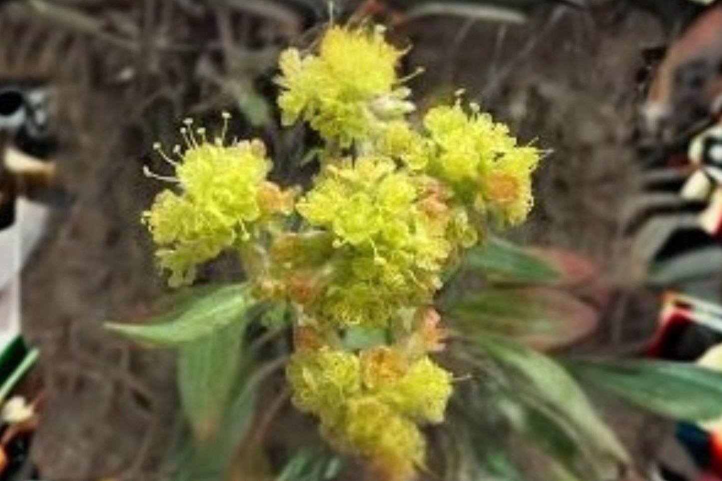 Golden Buckwheat Seeds | Eriogonum flavum Perennial for Dry Slopes & Meadows | Drought-Tolerant Native Plant