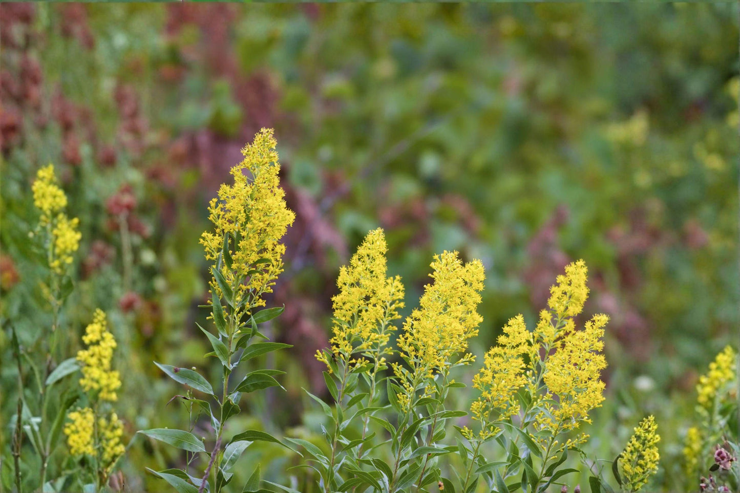 Showy Goldenrod Seeds – Solidago speciosa – Native Wildflower for Fall Blooms & Pollinators – Clump-Forming Herbaceous Perennial