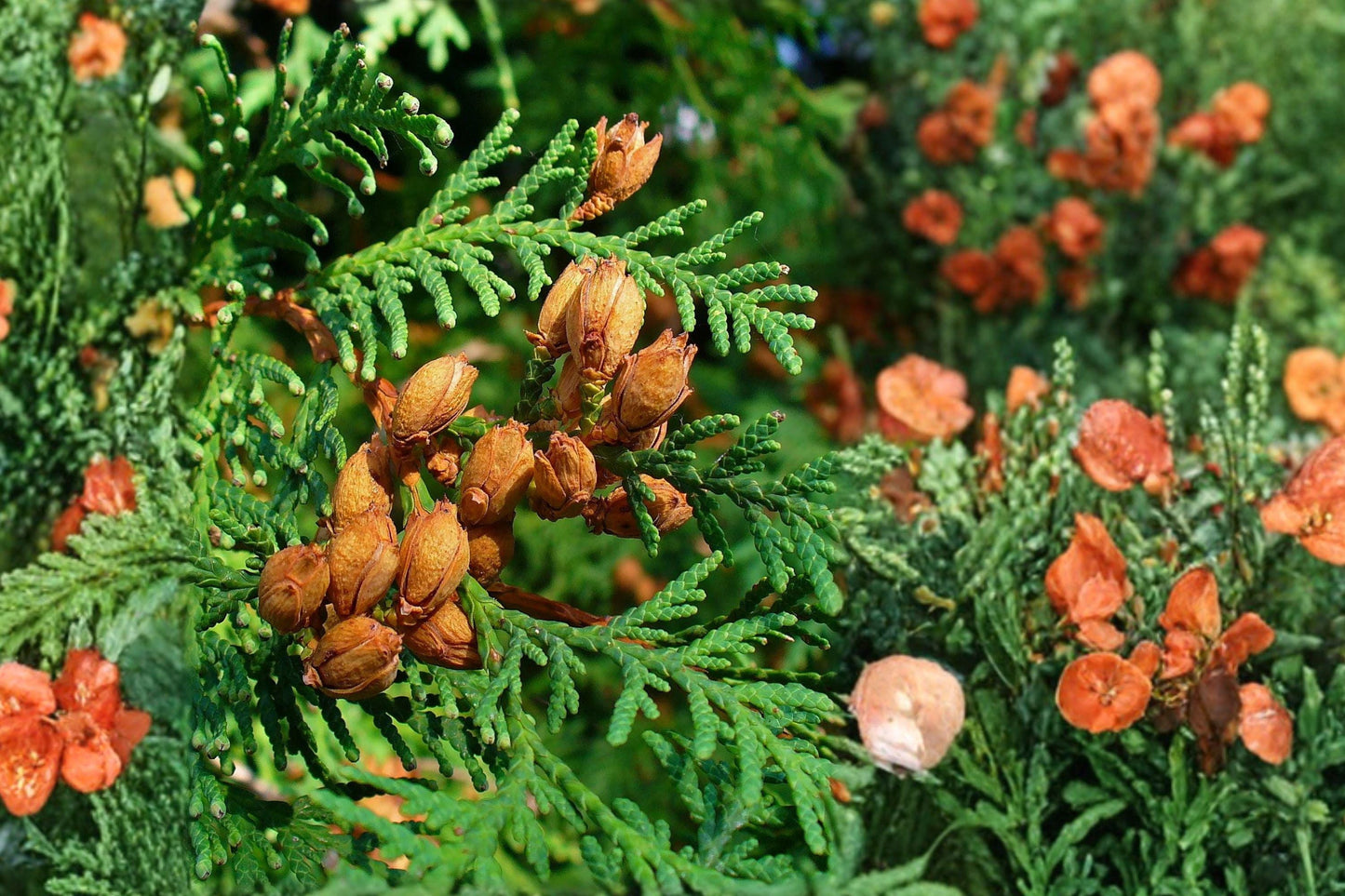 Eastern Arborvitae Seeds, Thuja occidentalis, Evergreen Tree, Native White Cedar, Conifer Seeds for Privacy Hedges & Landscaping