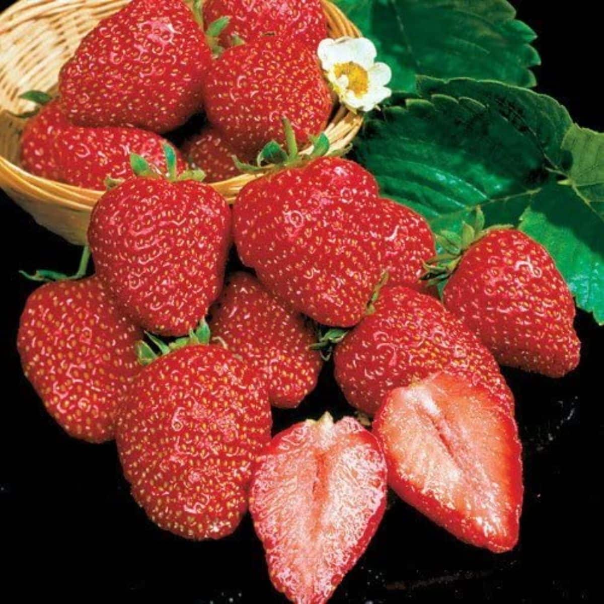 Earliglow Strawberry Plants Bare Root – June-Bearing, Sweet Flavor, Cold Hardy, Edible Garden Fruit, 25 Plants