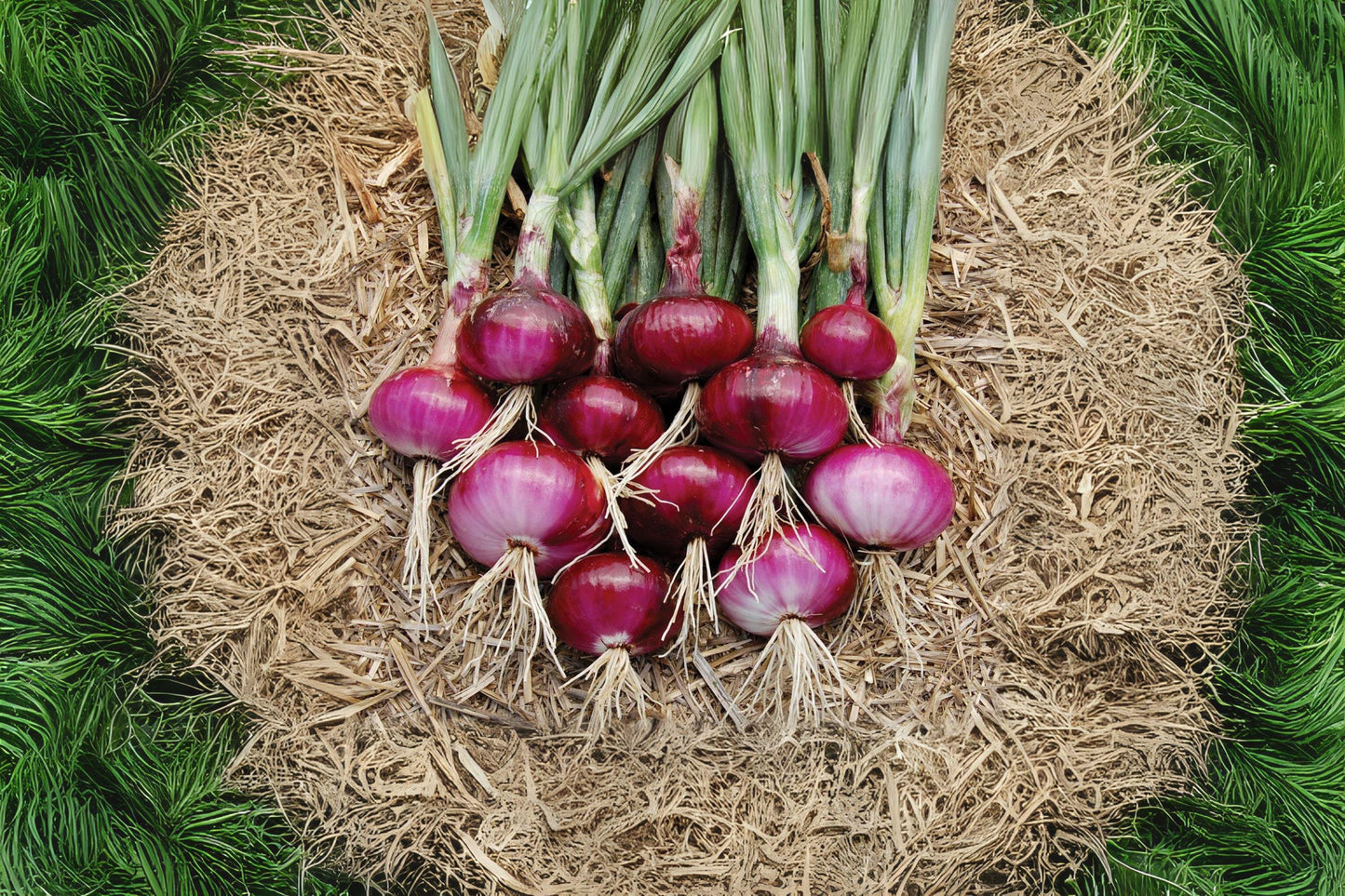 Red Burgundy Onion Seeds – Short-Day Allium cepa for Home Garden, Mild Sweet Red Bulbs, 70 Premium Seeds