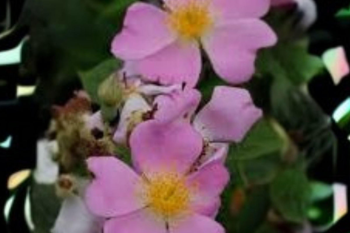Rosa setigera Seeds – Native Climbing Rose with Pink Flowers for Naturalized Gardens, Hedgerows & Wildlife Habitat