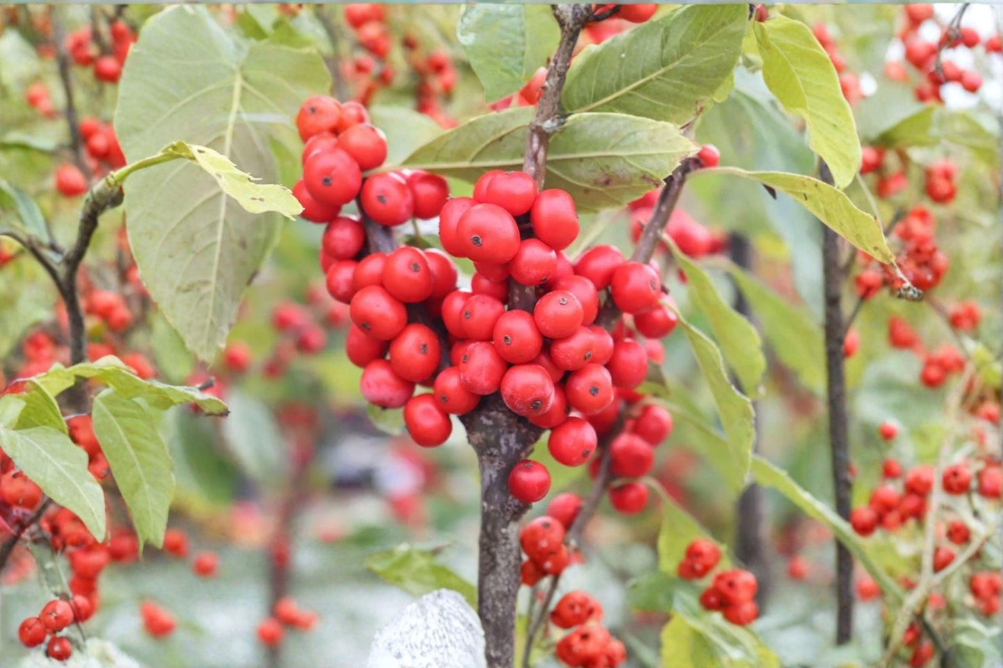 Winterberry Holly Seeds, Ilex verticillata, Red Berries, Deciduous Shrub for Wildlife Garden