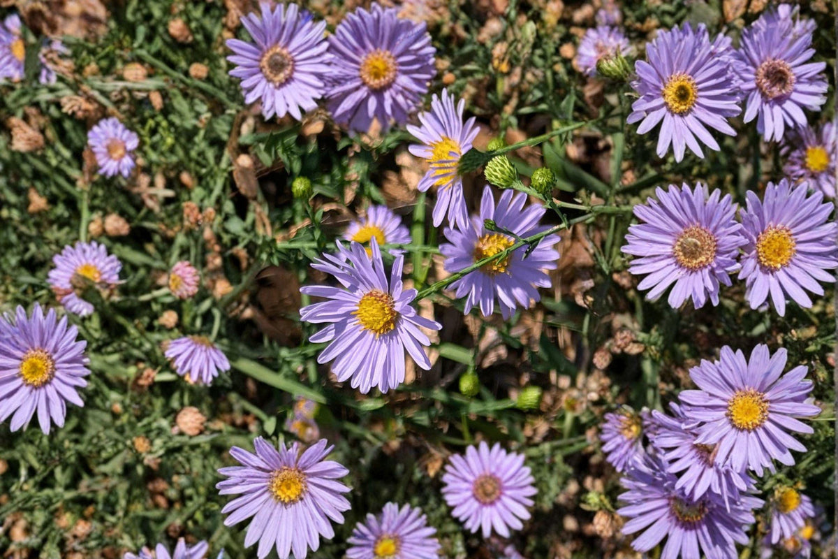 100 Smooth Blue Aster Seeds Symphyotrichum laeve Native Pollinator Wildflower for Bees & Butterflies