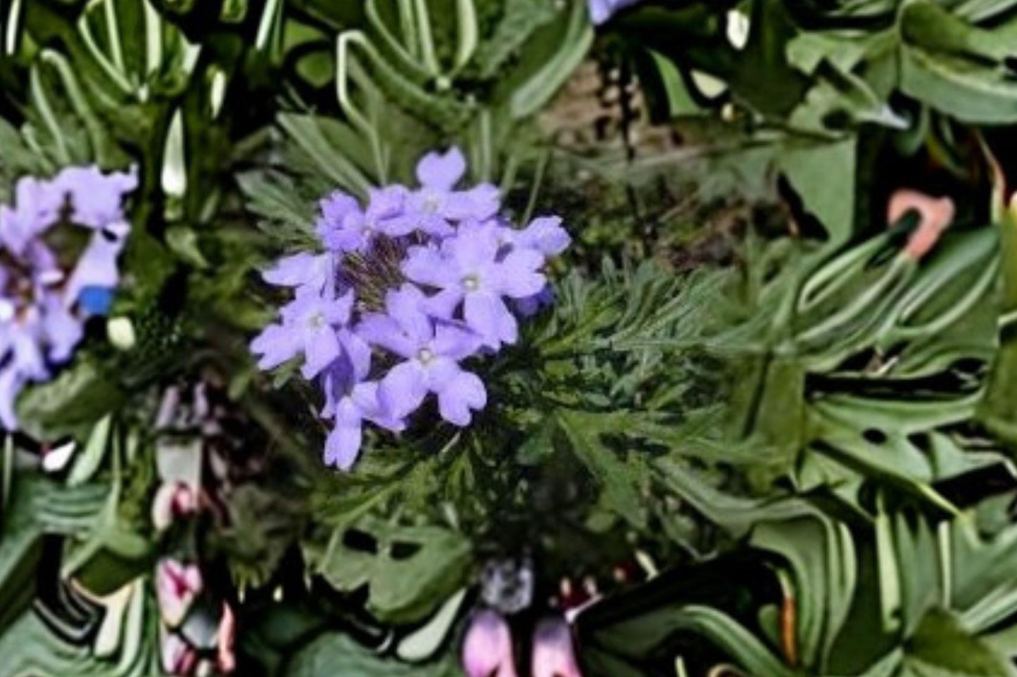 Glandularia bipinnatifida Seeds – Dakota Vervain, Native Purple Wildflower for Meadows & Dry Gardens, Perennial, Drought-Tolerant