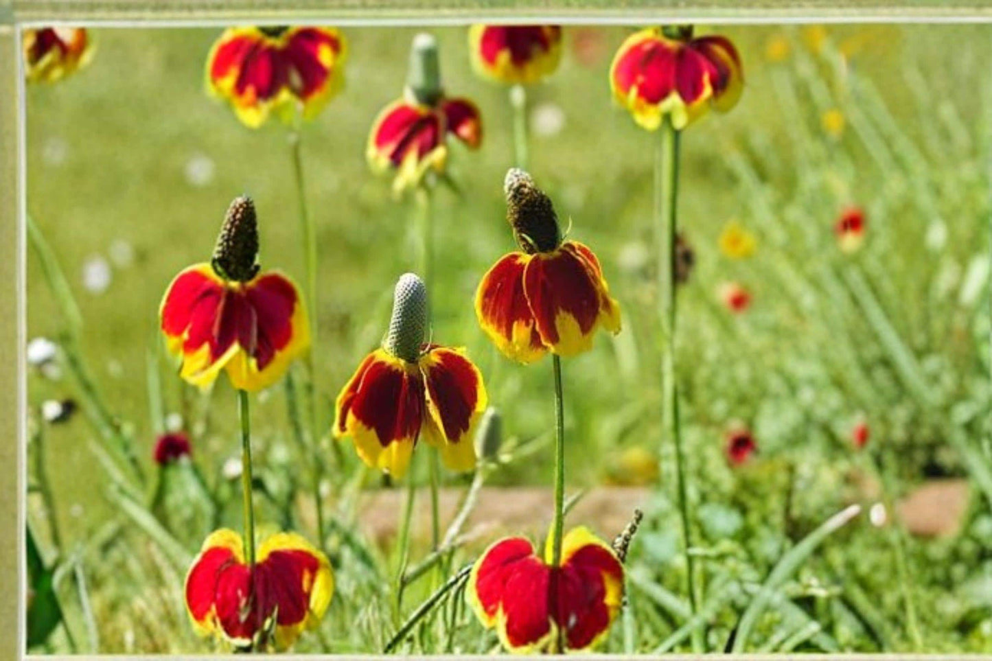 Mexican Hat Seeds 100 mg | Ratibida columnifera Wildflower for Pollinator Gardens & Native Landscaping