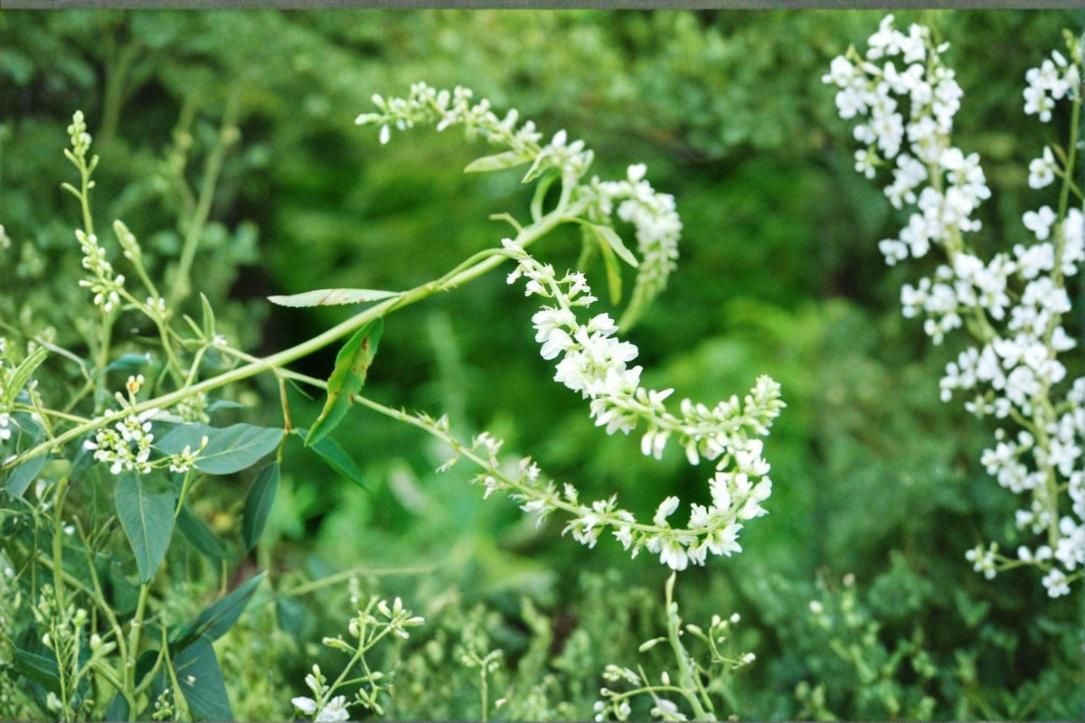 White Sweet Clover Seeds 100 Pack | Melilotus alba Cover Crop & Pollinator Plant for Soil Improvement