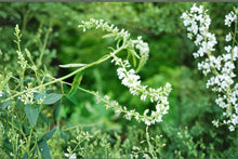 White Sweet Clover Seeds 100 Pack | Melilotus alba Cover Crop & Pollinator Plant for Soil Improvement