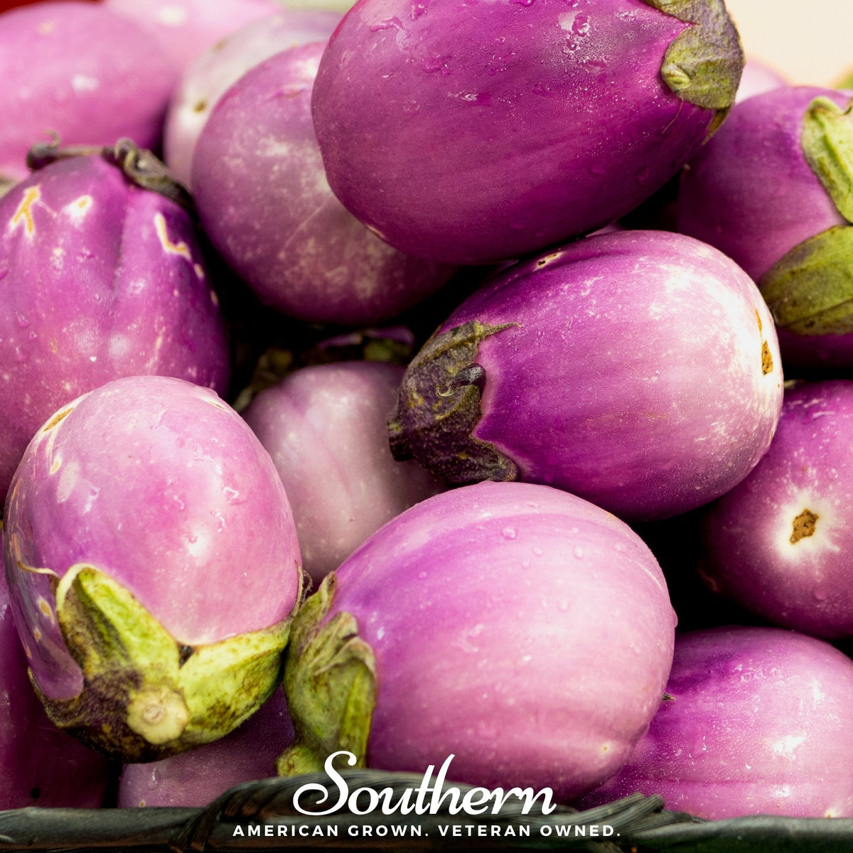 Rosa Bianca Eggplant Seeds – Heirloom, Open Pollinated, Non-GMO, Gourmet Italian Variety, 50 Seeds
