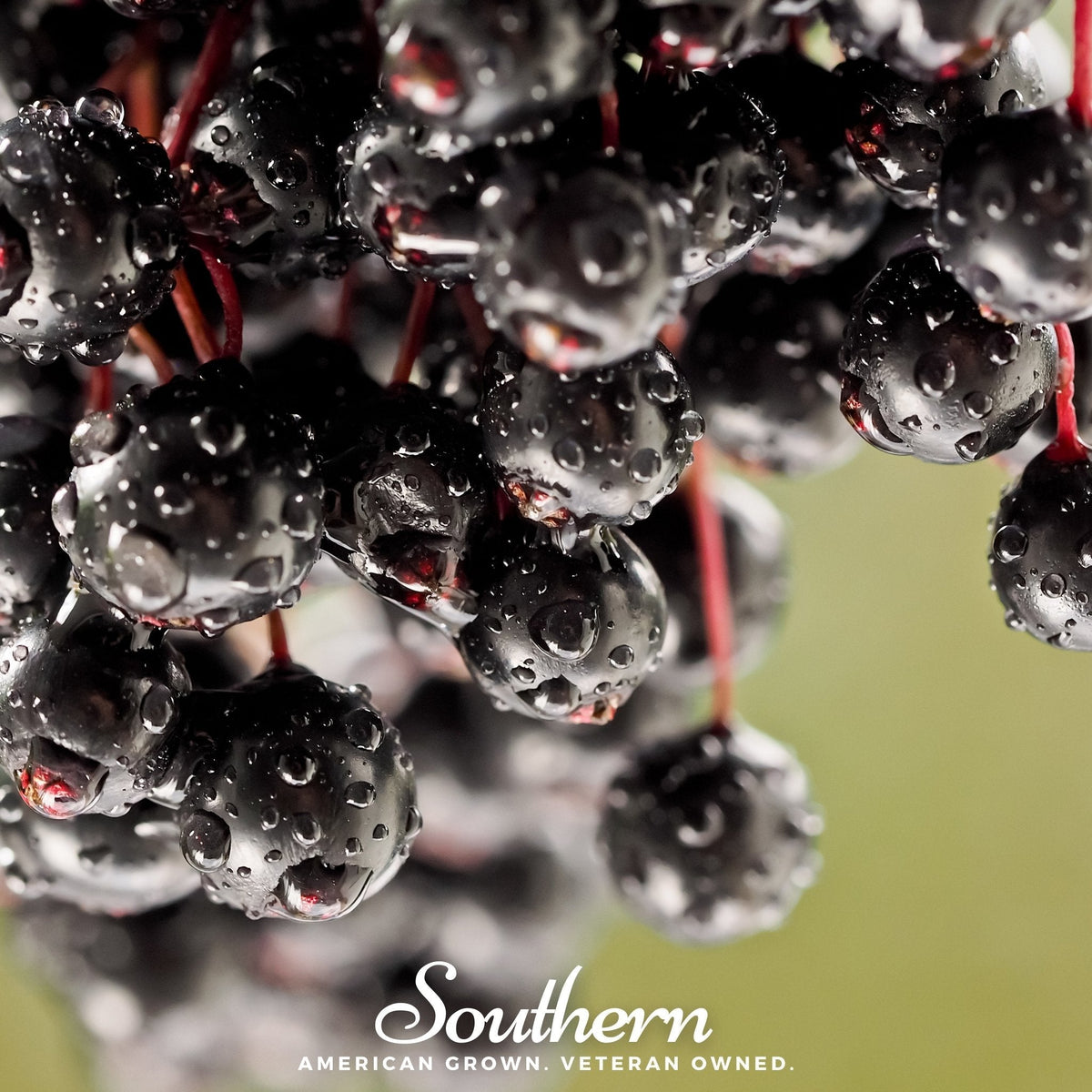 European Black Elderberry Seeds – Heirloom Sambucus nigra for Growing Shrubs, Cordials & Berries