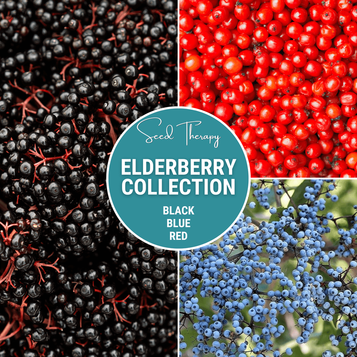 Elderberry Seed Collection - American Black, Red, Blue Sambucus - Heirloom Shrubs for Wildflower Gardens, Berries & Wildlife
