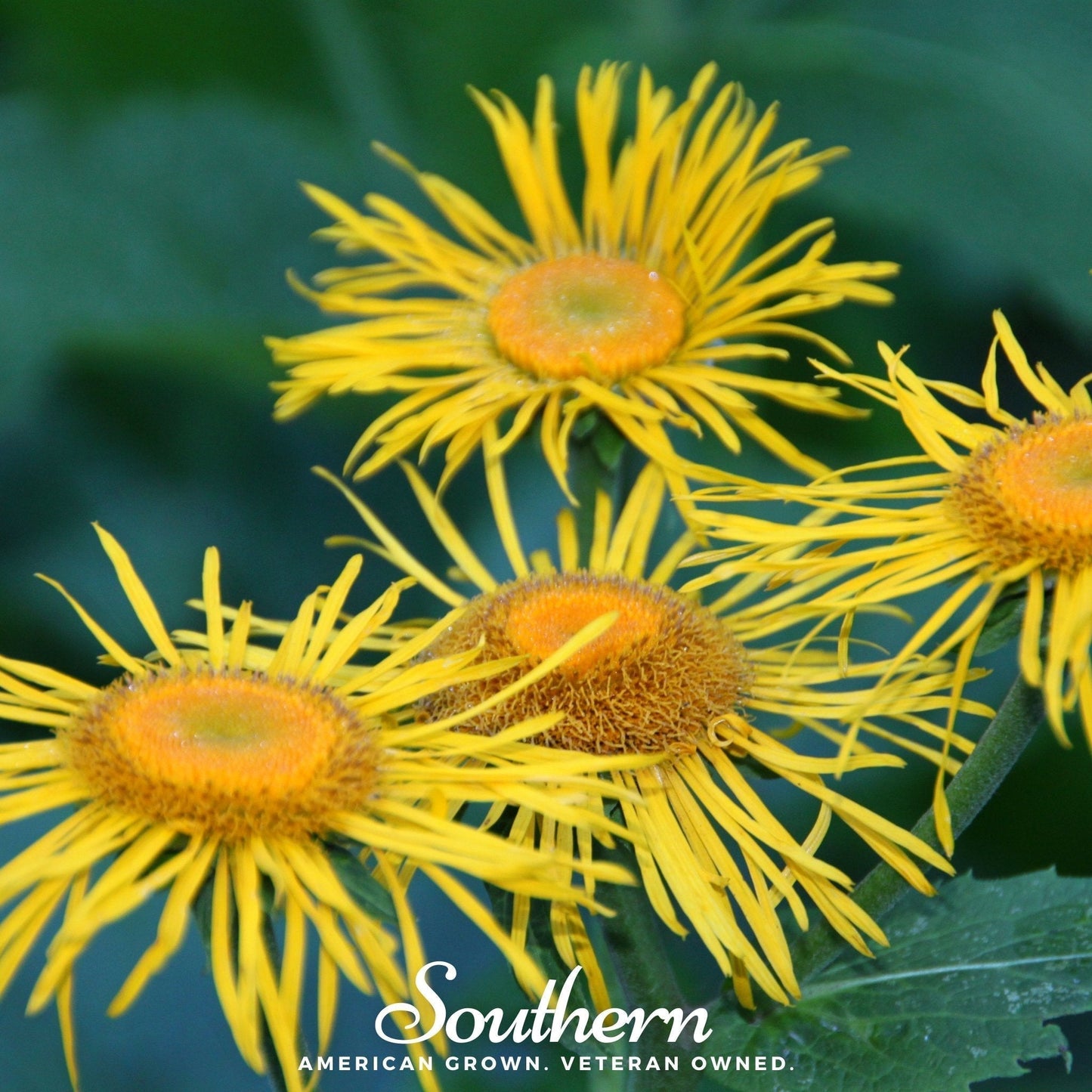 Elecampane Seeds - Inula helenium Perennial Heirloom Non-GMO US Grown 25 Seeds