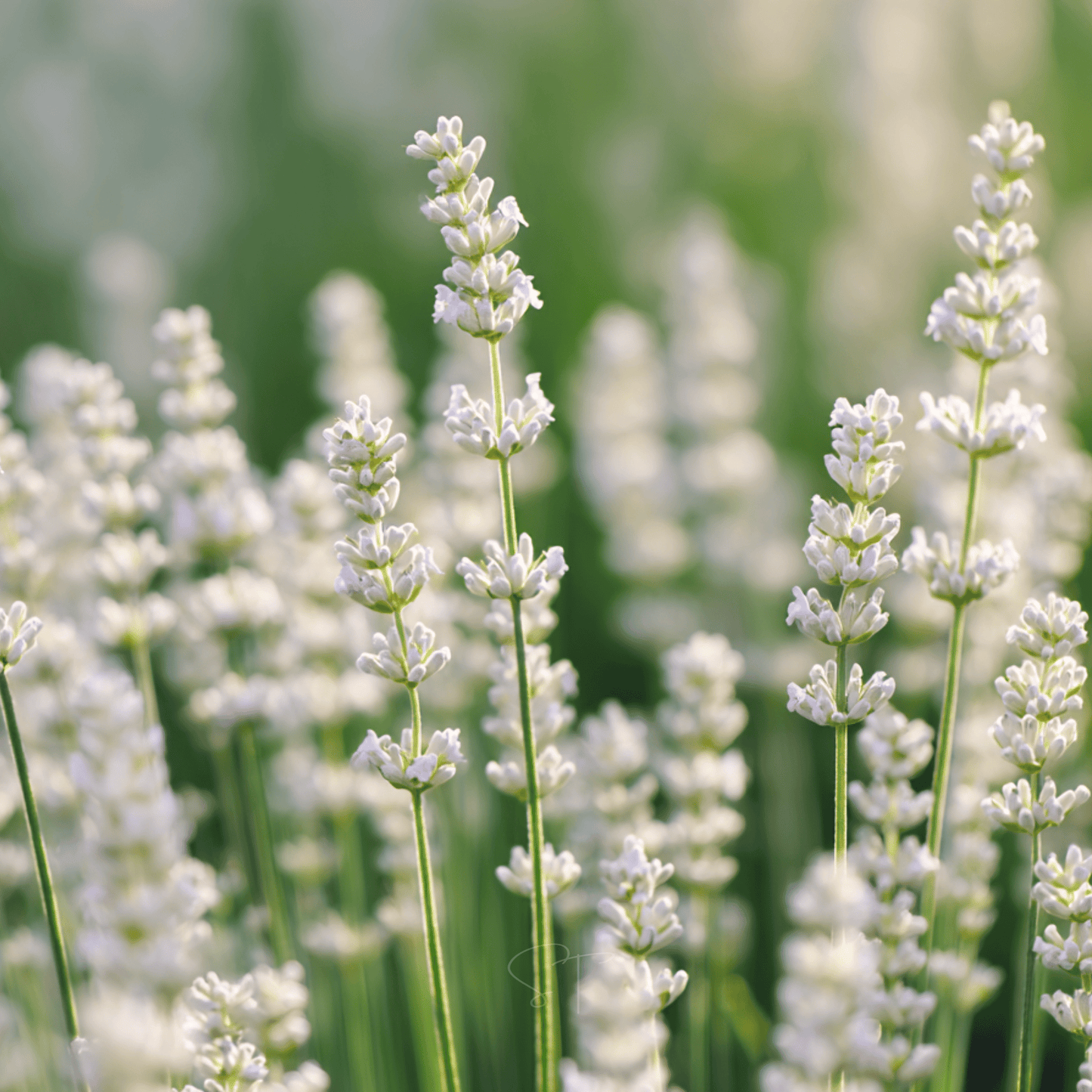 Ellagance Snow Lavender Seeds – White Fragrant Lavender for Moon Gardens, Dried Crafts & Bees – Lavandula angustifolia, 20 Seeds