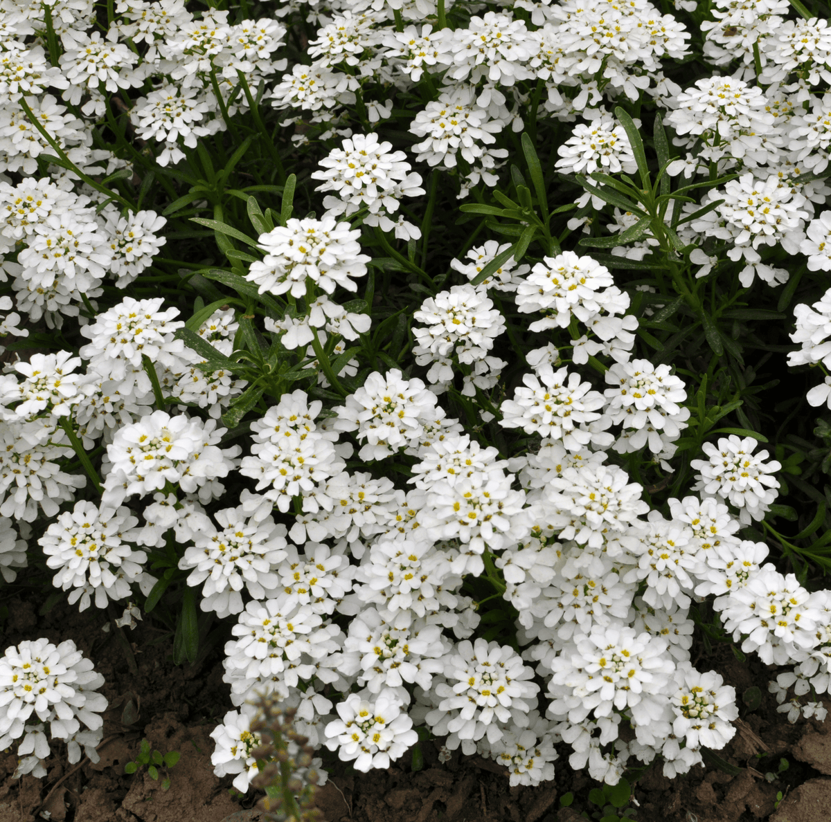 Empress Rocket Candytuft Seeds – White Flower Border Plant, Heirloom Iberis amara, Low-Growing Annual for Cottage Gardens