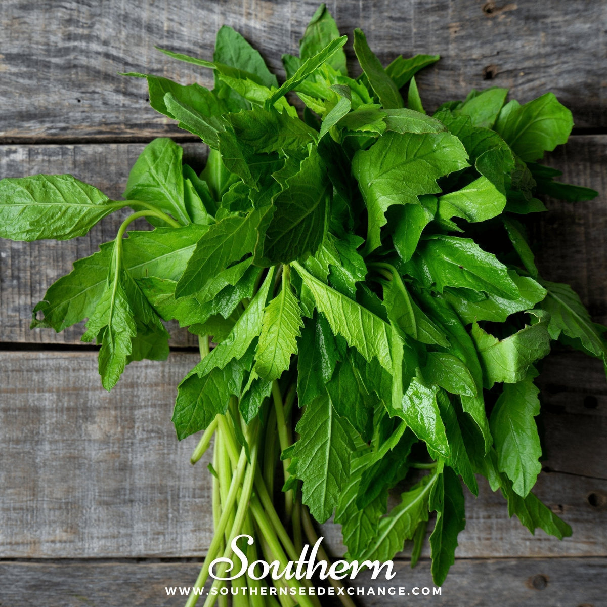 Epazote Seeds – 25 Heirloom Non-GMO Mexican Culinary Herb Dysphania ambrosioides