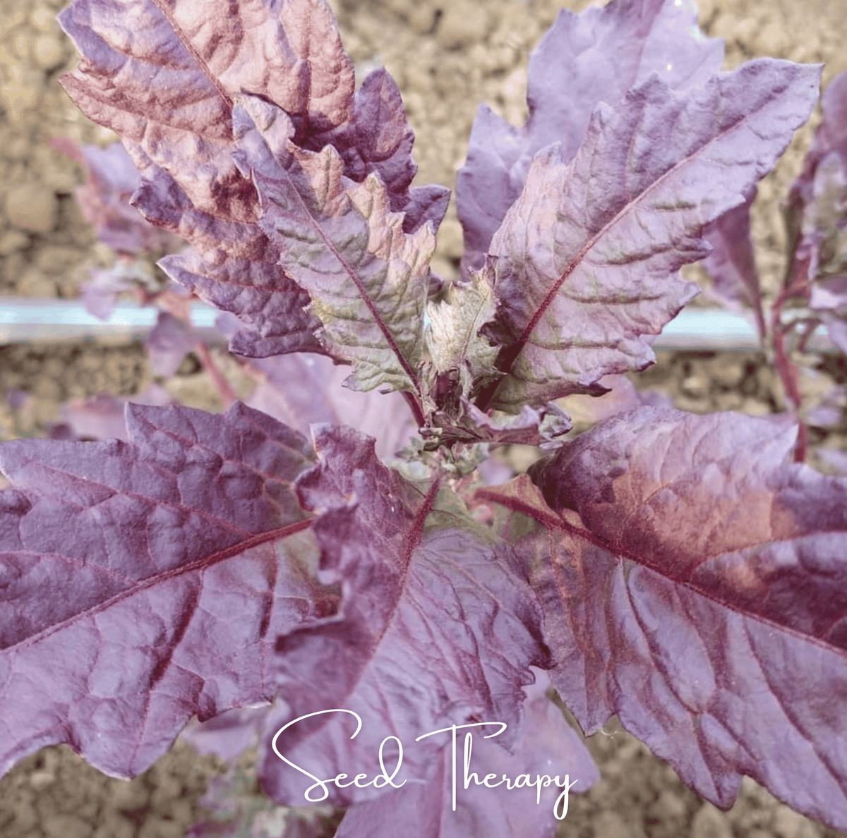Red Oaxaca Epazote Seeds – Heirloom, Non-GMO, Ornamental & Culinary Herb, Dysphania ambrosioides, 100 Seeds