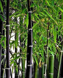 Exotic Black Bamboo - 300 Seeds - Ornamental Plant Privacy Screen