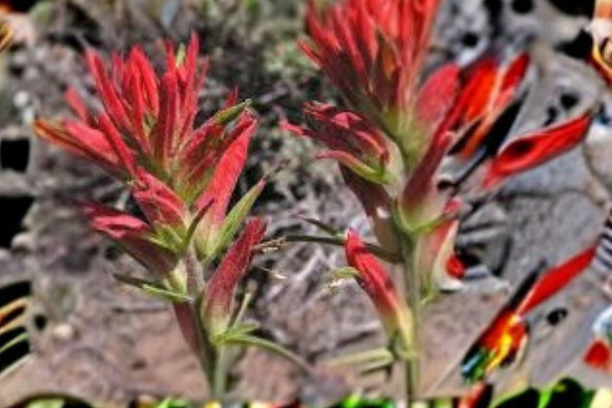 Castilleja linariifolia Seeds – Wyoming Indian Paintbrush, Native Wildflower, Orange-Red Blooms, Pollinator Attractant, 50 Seeds