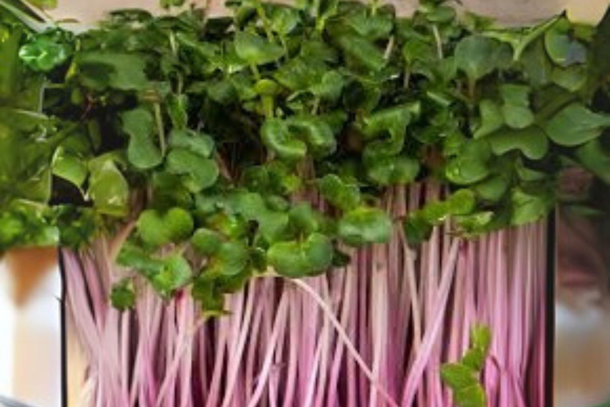 Triton Purple Stem Radish Seeds – Microgreens & Full-Size Harvest, Raphanus sativus, 80 Seeds