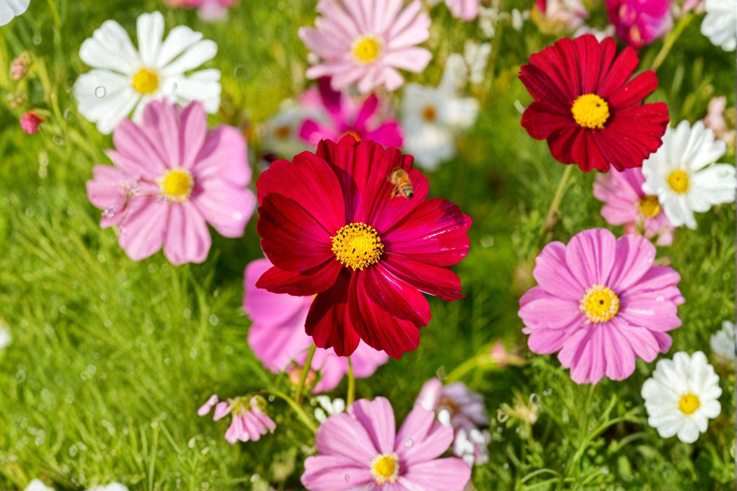 Cosmos Dazzler Seeds Magenta-Pink Blooms Pollinator Garden 100 Seeds Cosmos bipinnatus Annual Flower