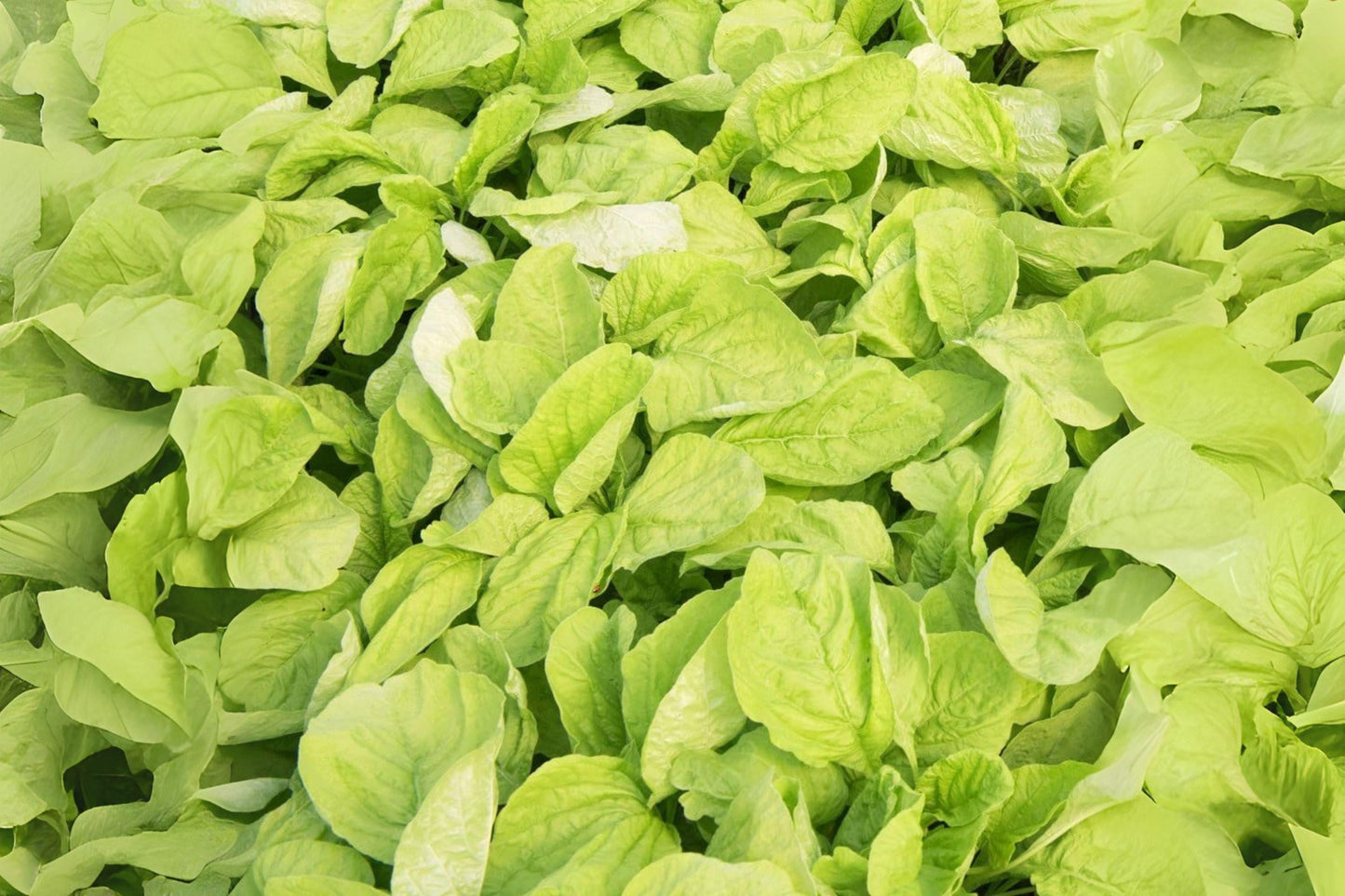 Edible Amaranth Seeds 500 Pack – White Light Green, Heirloom, Microgreens & Garden Planting – Amaranthus tricolor