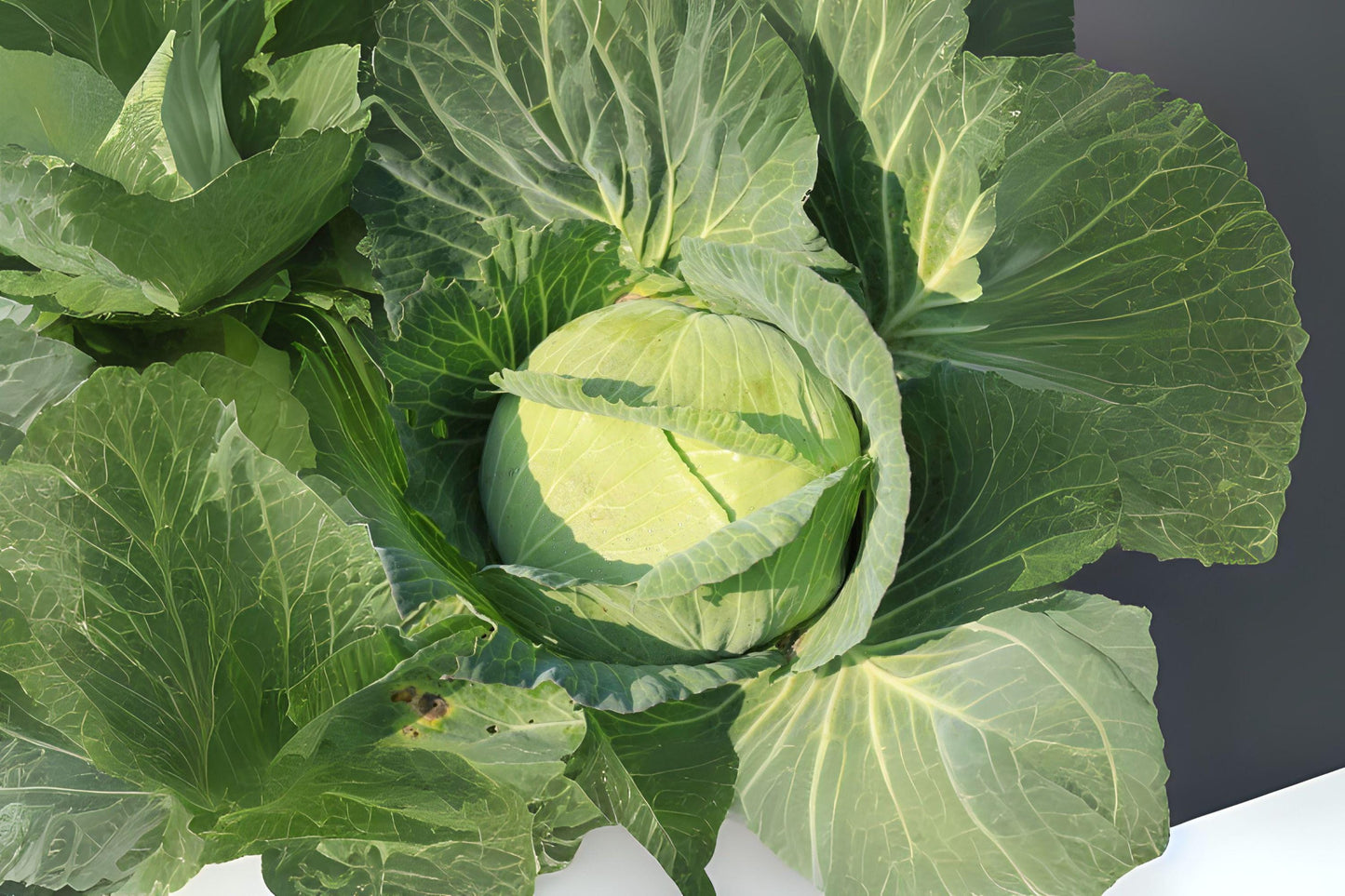Golden Acre Cabbage Seeds, Heirloom, Early Maturity, Brassica oleracea var. capitata, Compact Green Heads, 250 Pack