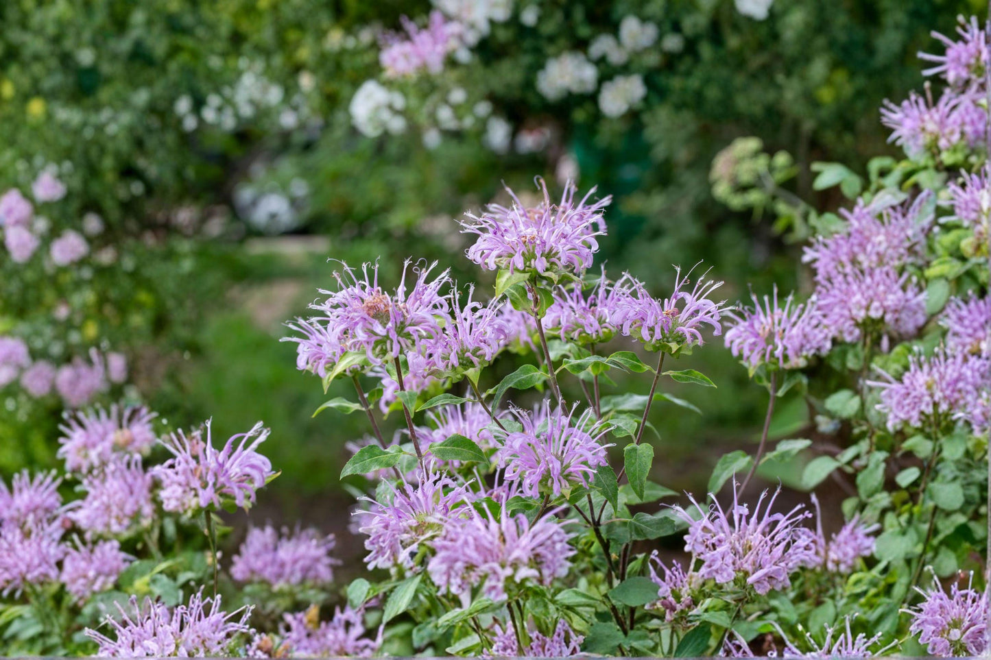 100 Wild Bergamot Seeds – Monarda fistulosa Native Bee Balm Pollinator Perennial Herb for Gardens