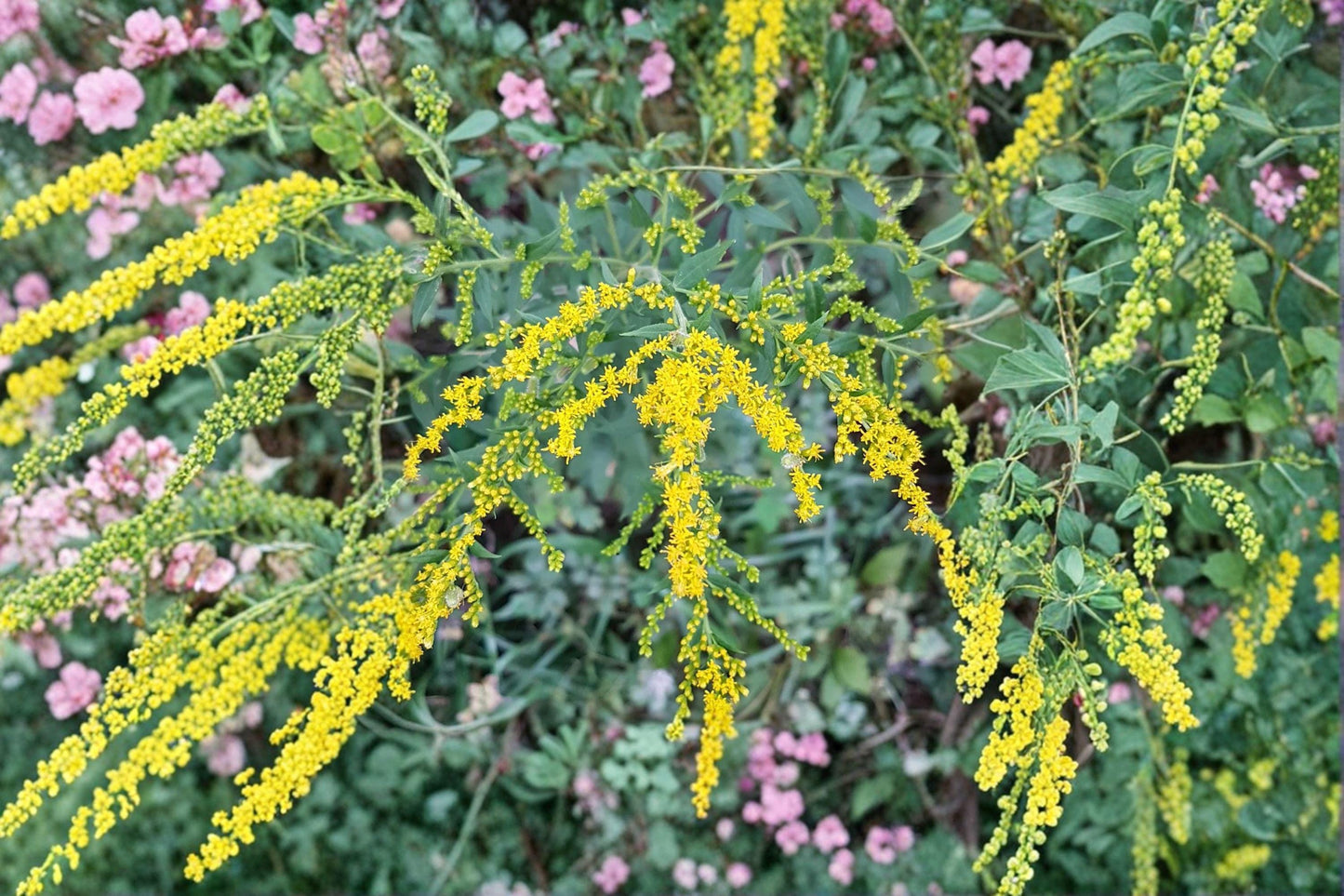 Elmleaf Goldenrod Seeds – Native Wildflower, Pollinator Plant, Fall Blooms – Solidago ulmifolia, Perennial, 100 Seeds