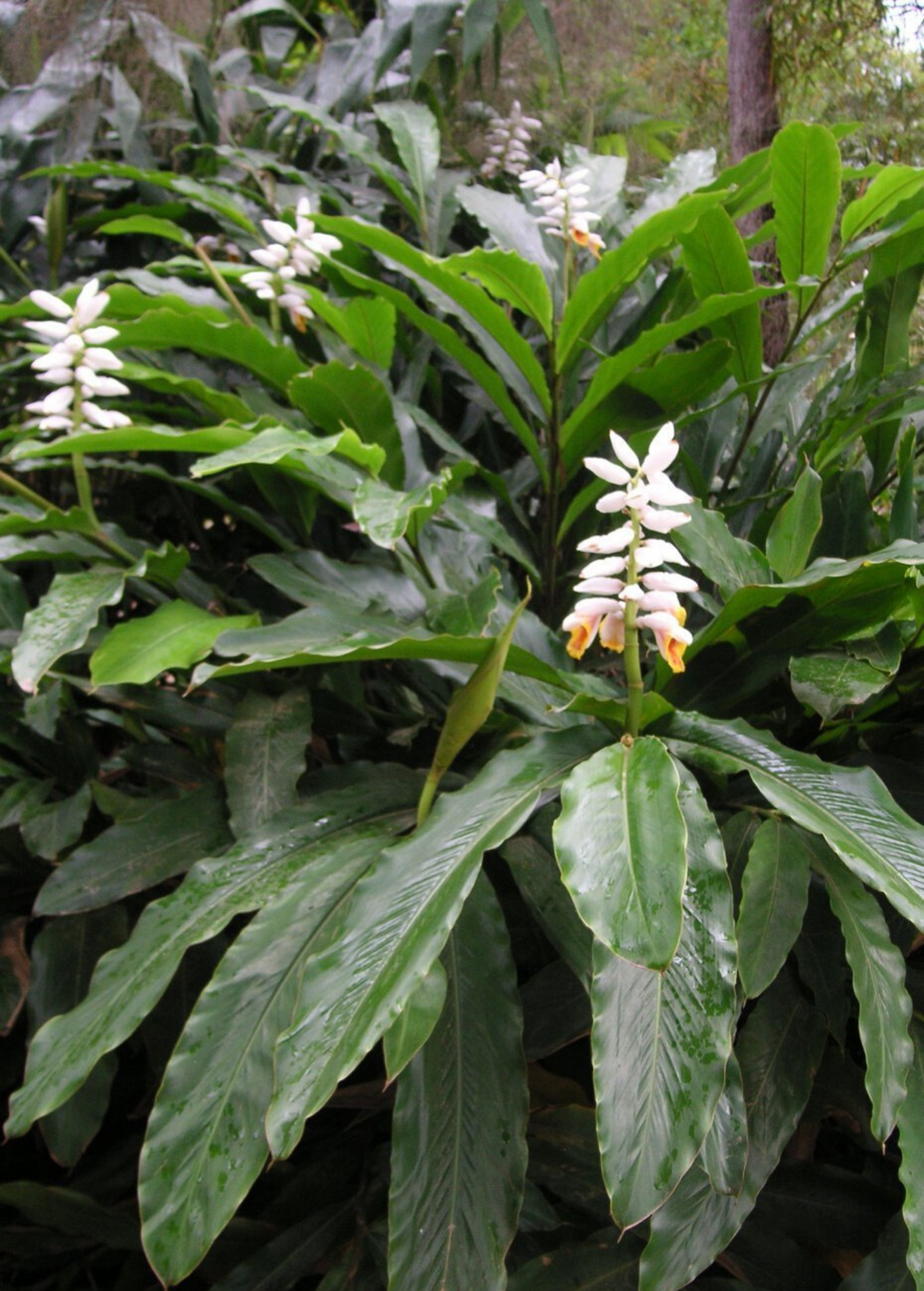 False Cardamom Plant Alpinia mutica - Tropical Green Herb for Culinary & Garden Use