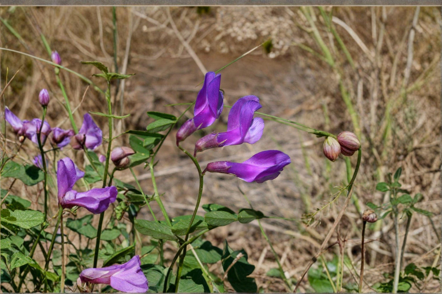 American Vetch Seeds – Native Legume for Pollinator Gardens & Soil Improvement – Vicia americana, Perennial Plant