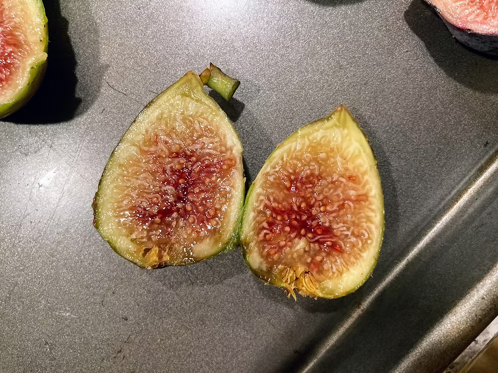 Corragio Fig Cutting - Unrooted 8"+ Ficus carica Rare Dark Purple Fruit for Grafting & Propagation