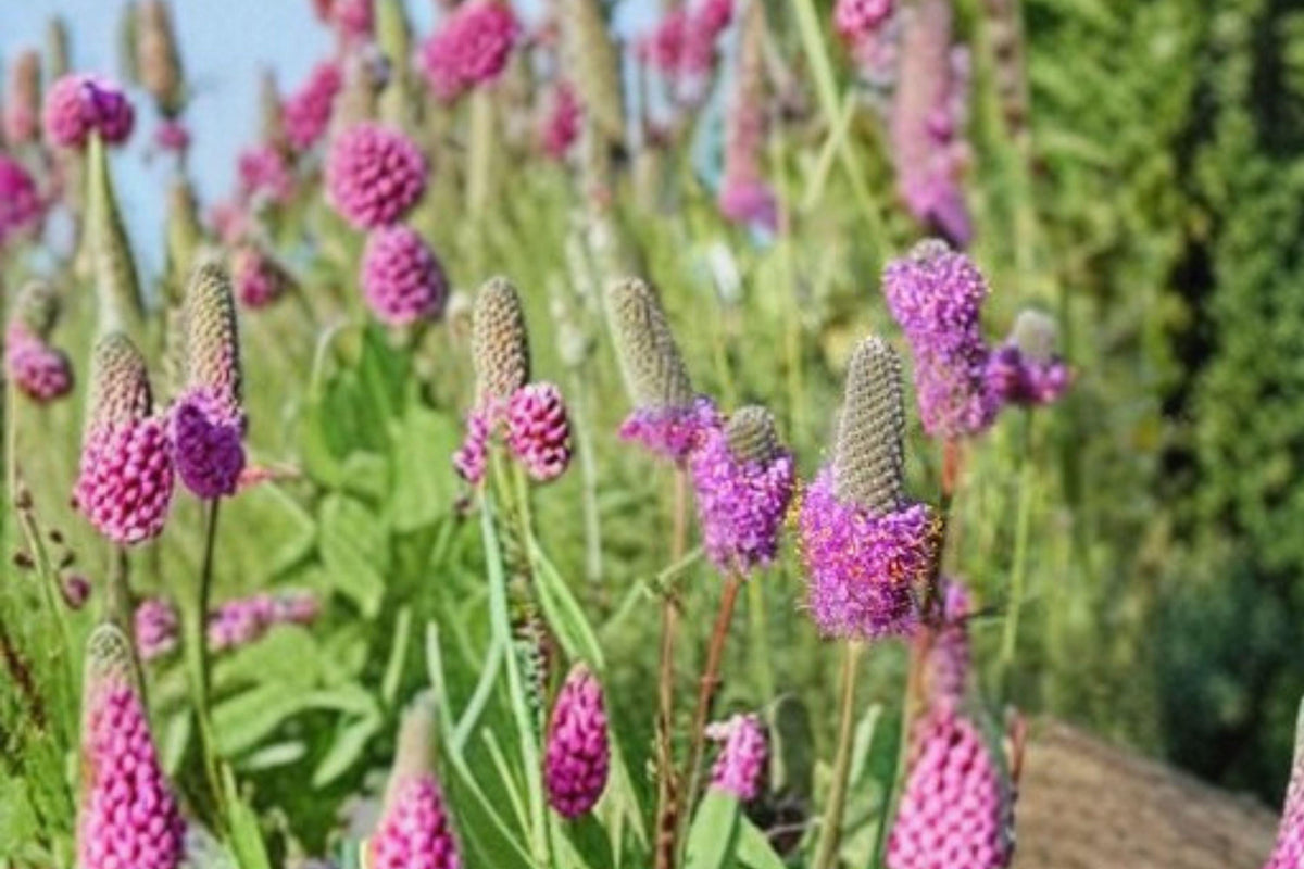 Purple Prairie Clover Seeds – Dalea purpurea Native Legume for Pollinator Gardens and Prairie Restoration