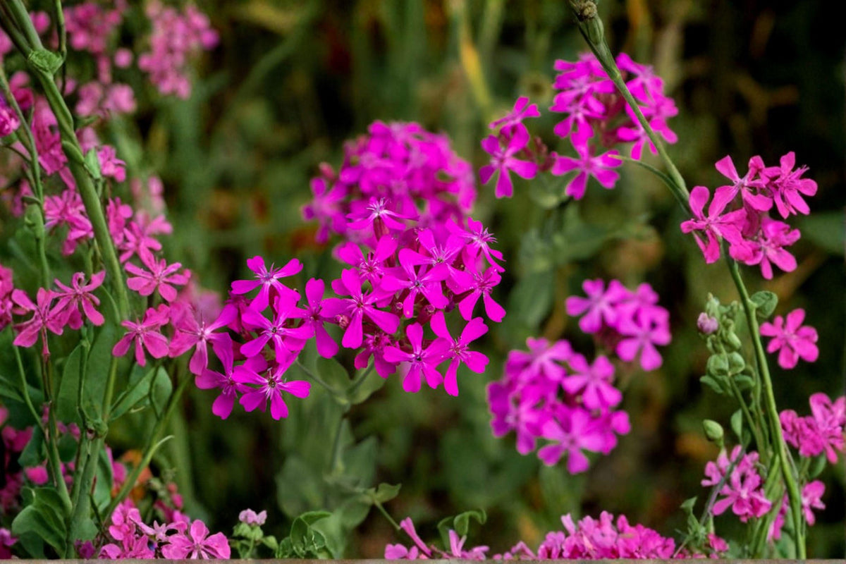 None So Pretty Catchfly Seeds – Silene armeria Pink Annual Wildflower for Cottage Gardens & Borders