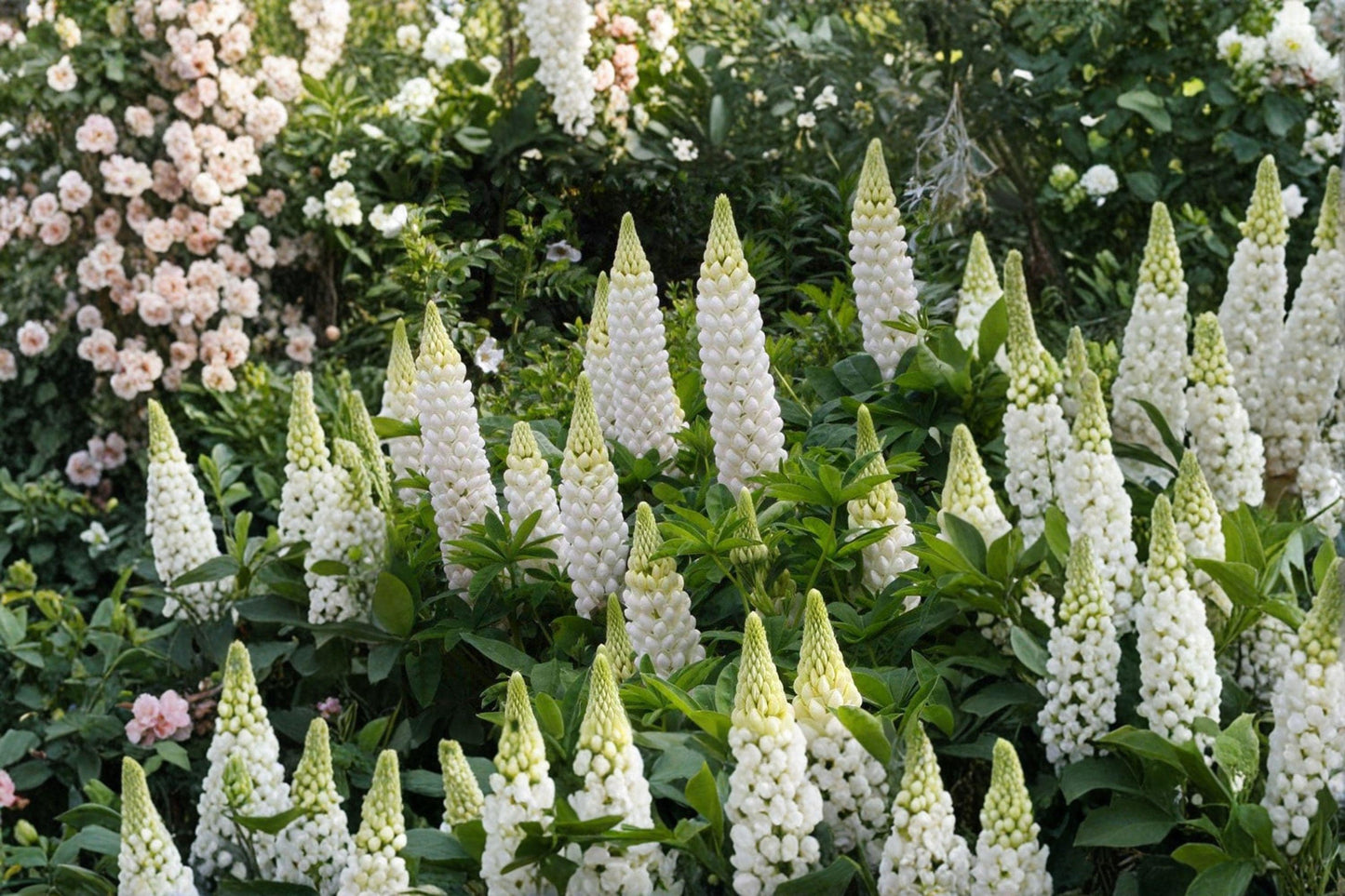 White Lupine Seeds, Perennial Lupinus polyphyllus, Russell White, Pollinator Garden, Bees & Butterflies, Full Sun, Well-Drained Soil